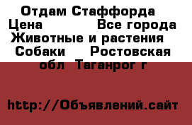 Отдам Стаффорда › Цена ­ 2 000 - Все города Животные и растения » Собаки   . Ростовская обл.,Таганрог г.